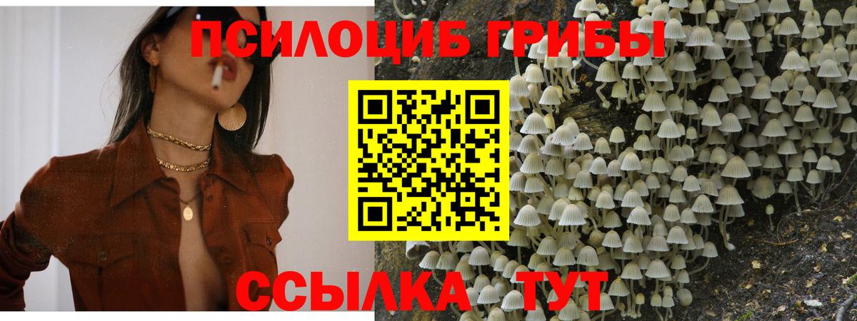 Псилоцибиновые грибы Psilocybe Озёры